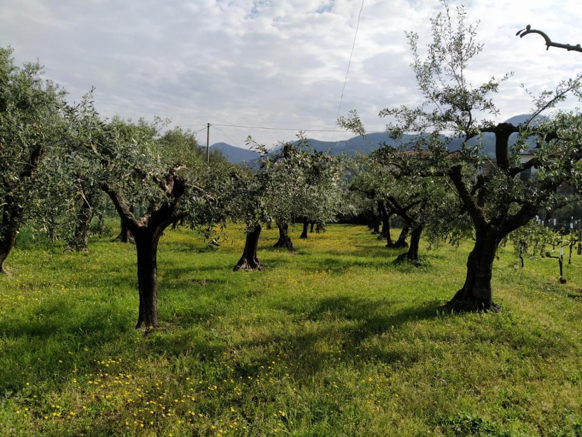 Agriturismo La Vite Maritata Pietrasanta Exteriér fotografie