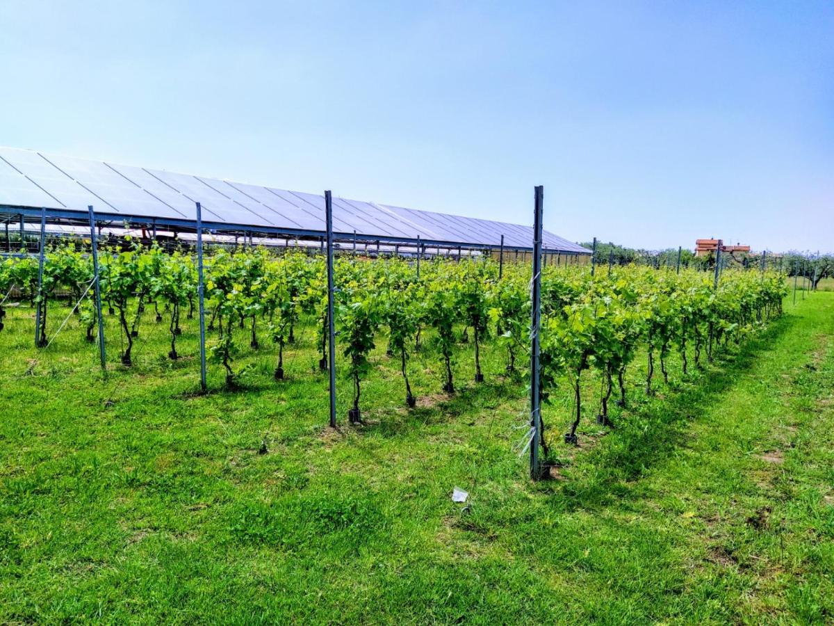 Agriturismo La Vite Maritata Pietrasanta Exteriér fotografie
